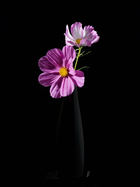 Purple flowers with yellow pistil, on black background