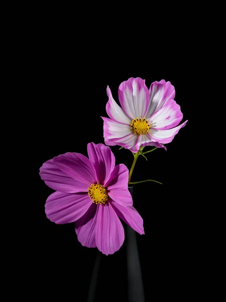 Фіолетові Квіти Жовтим Пістолетом Чорному Тлі — стокове фото