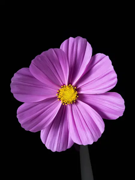Крупним Планом Фіолетова Квітка Жовтим Пістолетом Чорному Тлі — стокове фото