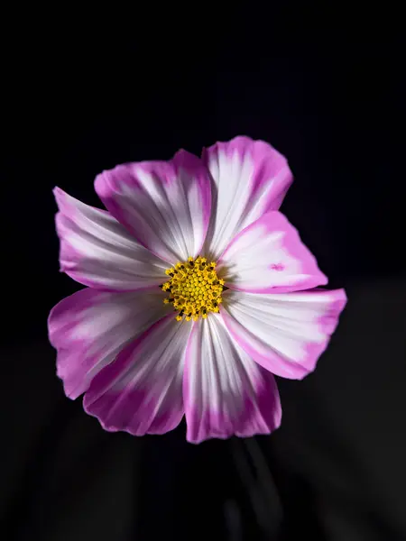 Крупним Планом Фіолетово Біла Квітка Жовтим Пістолетом Чорному Тлі — стокове фото
