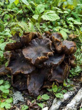 Bir dağ ormanının altındaki zehirli mantar kütüğü.