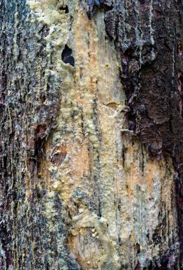 Ağaç kabuğu dokusu ve reçine dökülmesi
