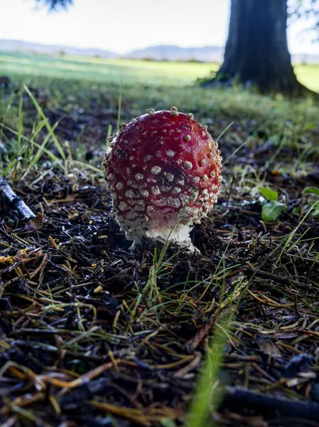 Poisonous mushroom of red color, under a mountain forest