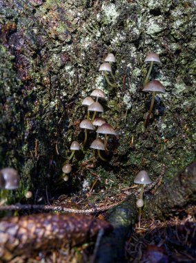Sonbaharda, ormanda bir mantar kütüğünü kapat.