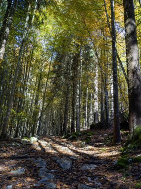 Sonbahar renkleriyle ormandaki dağ yolu