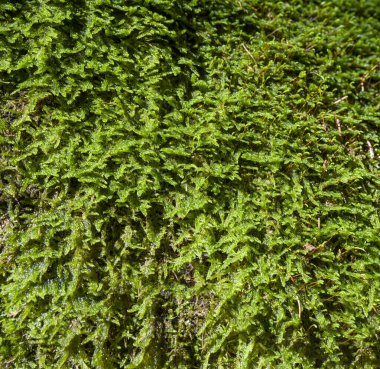 Ormanın ortasında yeşil zambak dokusu