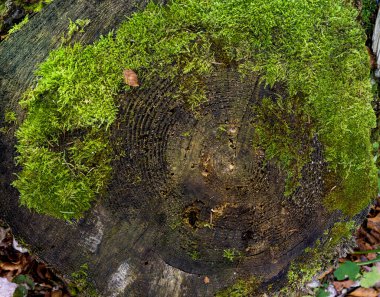 Kesik bir ağaç kütüğünde yetişen liken dokusu