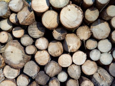 Kesilen ağaç gövdelerinin dokusu