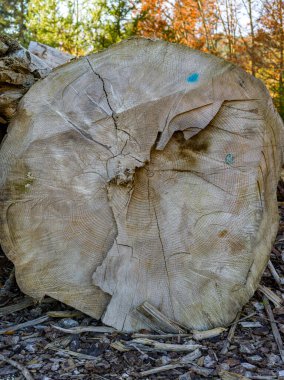 Kesilen ağaç gövdelerinin dokusu