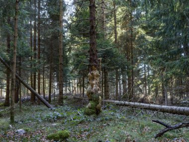 Hastalıklı ağaçlı bir ormanın iç manzarası
