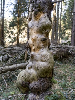 Hastalıklı ağaç gövdesi dokusu