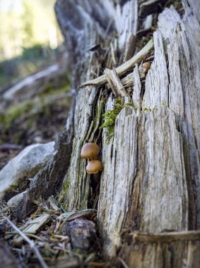 Ağaç gövdesindeki mantar dokusu.