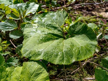 Dağ ormanının ortasında büyüyen büyük yeşil bir yaprak.