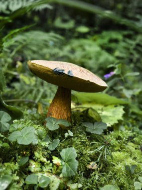 Close-up of a mushroom growing in the middle of the mountain forest clipart