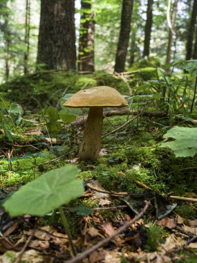 Dağ ormanının ortasında büyüyen bir mantarın yakın çekimi.