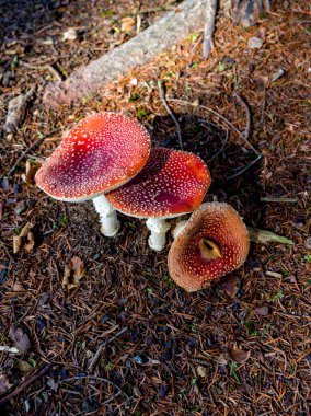 Sonbaharda, ormandaki bir mantarı kapat.