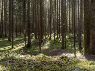 Ormanın içindeki manzara, ağaçların arasından geçen güneş ışınları...