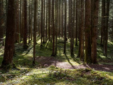 Ormanın içindeki manzara, ağaçların arasından geçen güneş ışınları...