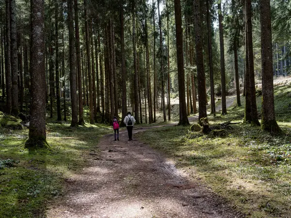 Bir ormanın içindeki manzara, insanların yürüdüğü.