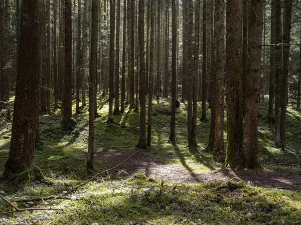 Ormanın içindeki manzara, ağaçların arasından geçen güneş ışınları...