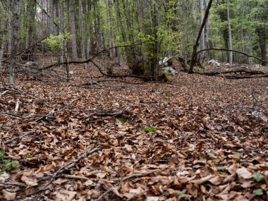 Asiago, İtalya 'da dağ ormanı manzarası