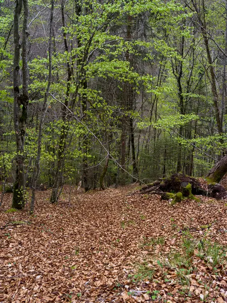 Asiago, İtalya 'da dağ ormanı manzarası