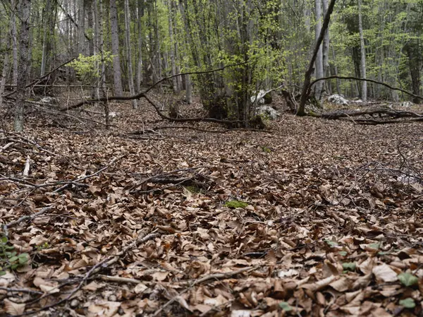 Asiago, İtalya 'da dağ ormanı manzarası