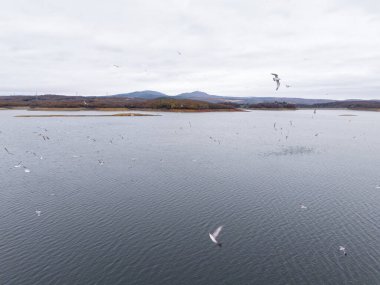 High-angle view of a serene lake with autumnal shoreline. A high-angle, full shot of a tranquil lake, showcasing a serene autumnal landscape. clipart