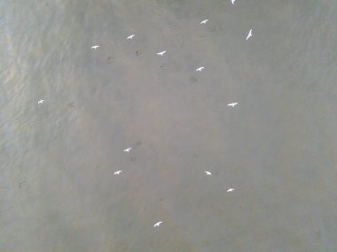 Istanbul Aerial View of Seagulls Soaring Above Calm Water. High-angle, full shot of seagulls in flight over a calm body of water. Poyrazkoy Beykoz Turkiye clipart