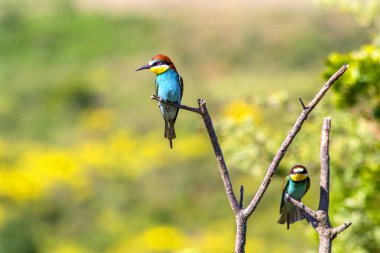 Bir ağacın dalındaki kuş.
