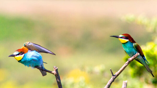 Par Pájaros Una Rama Árbol — Foto de Stock