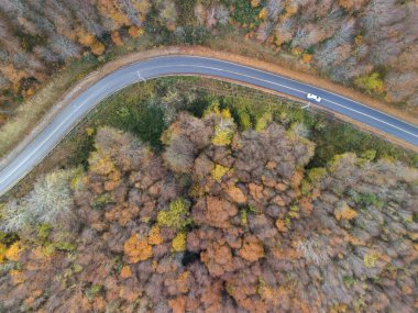 Kıvrımlı bir sonbahar ormanının içinden geçen dolambaçlı bir yolun havadan görünüşü