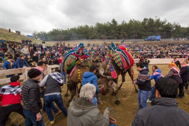 Selcuk, Türkiye - 15 Ocak 2017: Selcuk Arena 'da develer güreşiyor, Selcuk Efes Deve güreşi festivali Aydın, Türkiye' de popüler bir turizm merkezi.