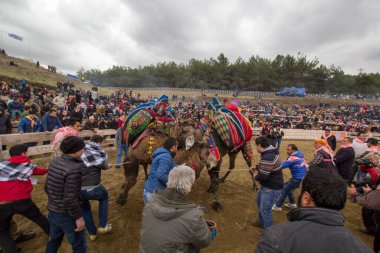 Selcuk, Türkiye - 15 Ocak 2017: Selcuk Arena 'da develer güreşiyor, Selcuk Efes Deve güreşi festivali Aydın, Türkiye' de popüler bir turizm merkezi.
