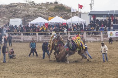 Selcuk, Türkiye - 15 Ocak 2017: Selcuk Arena 'da develer güreşiyor, Selcuk Efes Deve güreşi festivali Aydın, Türkiye' de popüler bir turizm merkezi.