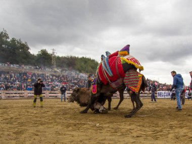 Selcuk, Türkiye - 15 Ocak 2017: Selcuk Arena 'da develer güreşiyor, Selcuk Efes Deve güreşi festivali Aydın, Türkiye' de popüler bir turizm merkezi.