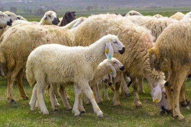 KAYSERI, TURKEY - 22 April, 2017: Herd of sheep at Eid Festival of Sacrifices  clipart