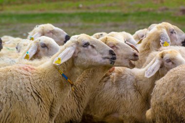 KAYSERI, TURKEY - 22 April, 2017: Herd of sheep at Eid Festival of Sacrifices  clipart