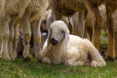 KAYSERI, TURKEY - 22 Nisan 2017: Kurban Bayramı 'nda koyun sürüsü 