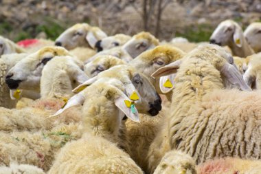 KAYSERI, TURKEY - 22 April, 2017: Herd of sheep at Eid Festival of Sacrifices  clipart