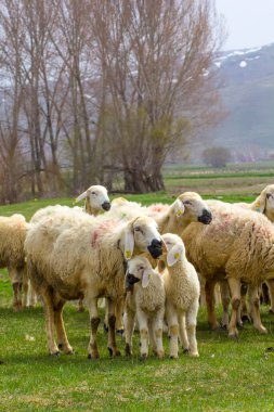 KAYSERI, TURKEY - 22 April, 2017: Herd of sheep at Eid Festival of Sacrifices  clipart