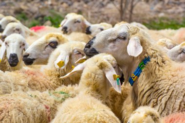 KAYSERI, TURKEY - 22 April, 2017: Herd of sheep at Eid Festival of Sacrifices  clipart