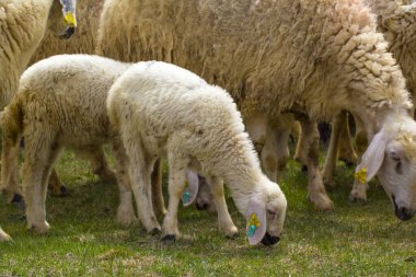 KAYSERI, TURKEY - 22 Nisan 2017: Kurban Bayramı 'nda koyun sürüsü 