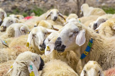 Gündüz vakti dağlarda otlayan koyun sürüsü 