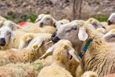 Gündüz vakti dağlarda otlayan koyun sürüsü 