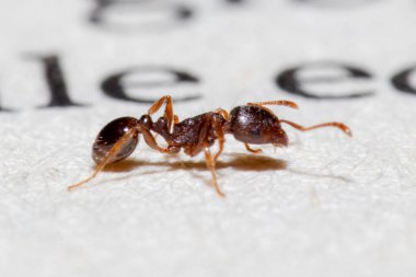 Makro karınca karınca resmi. Dokumacı karıncalar (Oecophylla smaragdina), dokumacı karıncalar veya rangrang karıncalar, makro dokumacı karıncalar. Kahverengi renk.