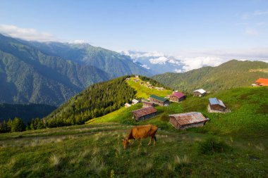 Pokut Platosu 'nda İnek Otlatma Rize Camlihemsin Turkey. Güzel Peyzaj Sisli ve Bulutlu. Karadeniz 'den Kackar Dağları.