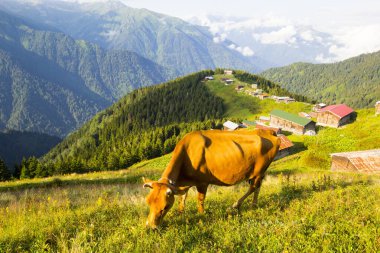 Pokut Platosu 'nda İnek Otlatma Rize Camlihemsin Turkey. Güzel Peyzaj Sisli ve Bulutlu. Karadeniz 'den Kackar Dağları.