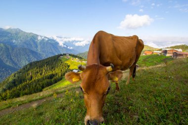 Pokut Platosu 'nda İnek Otlatma Rize Camlihemsin Turkey. Güzel Peyzaj Sisli ve Bulutlu. Karadeniz 'den Kackar Dağları.