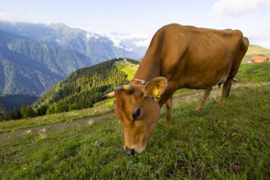 Pokut Platosu 'nda İnek Otlatma Rize Camlihemsin Turkey. Güzel Peyzaj Sisli ve Bulutlu. Karadeniz 'den Kackar Dağları.